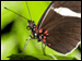 Authentication Image
