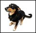 Authentication Image